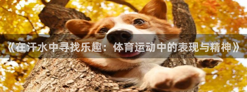 xc体育