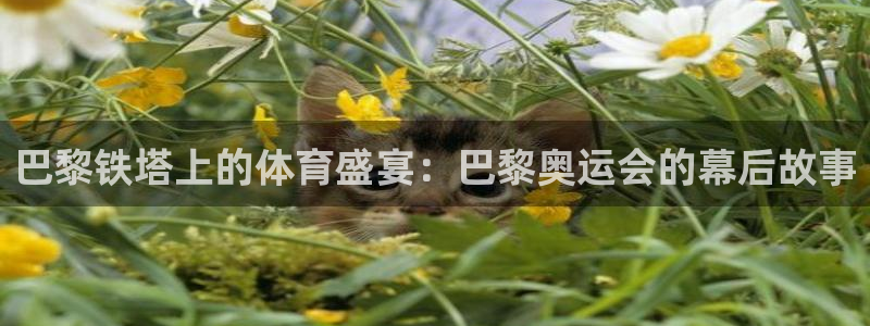 xc体育