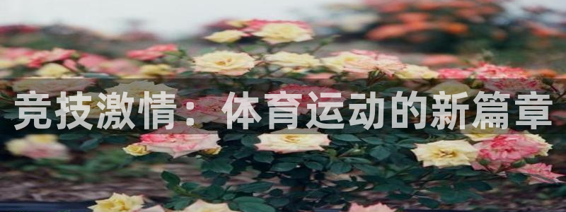 xc体育