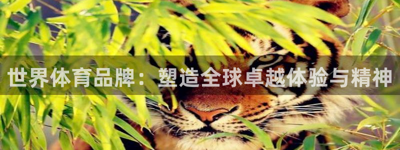 xc体育app官方网站