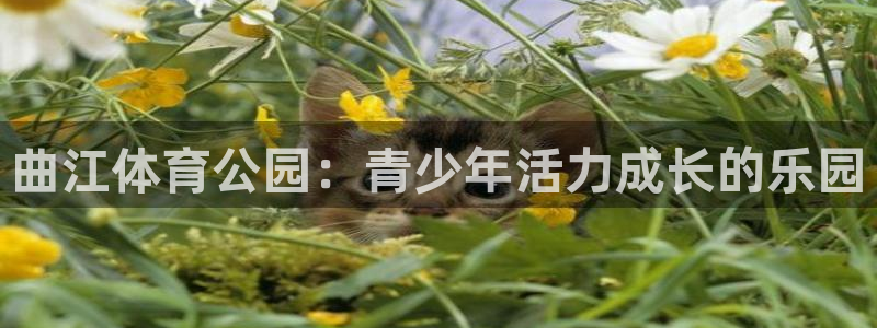 xc体育